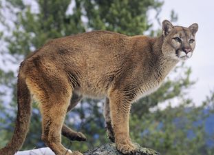 Mother Rescues Son From Mountain Lion in A Terrifying Ordeal