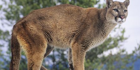 Mother Rescues Son From Mountain Lion in A Terrifying Ordeal