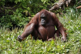 5 Reasons To Take The Kids On A Day Trip To Dublin Zoo