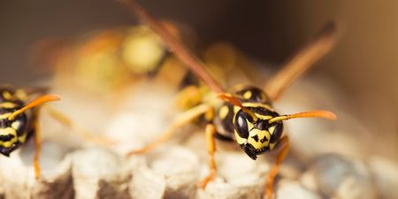 A simple trick to stop flies and wasps from coming into your house