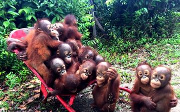 Baby Orangutan Starts School And The Internet Goes Wild