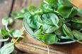 Panic Now: There Is A Serious Spinach Shortage Happening