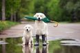 Do you have a fur baby? This company allows ‘paid puppy leave’