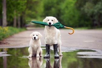 Do you have a fur baby? This company allows ‘paid puppy leave’