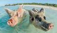 Drunk tourists blamed for the deaths of seven of the iconic swimming pigs in the Bahamas