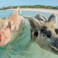 Drunk tourists blamed for the deaths of seven of the iconic swimming pigs in the Bahamas