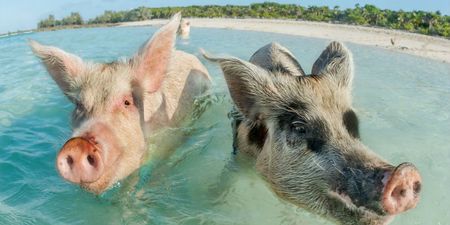 Drunk tourists blamed for the deaths of seven of the iconic swimming pigs in the Bahamas