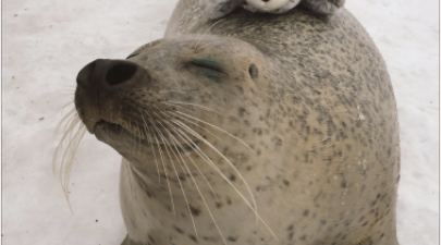A real seal played with his stuffed toy counterpart… and the result is cuteness overload