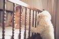 My 13-month-old won’t walk because she thinks she’s a dog