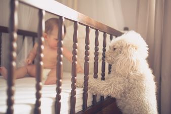 My 13-month-old won’t walk because she thinks she’s a dog