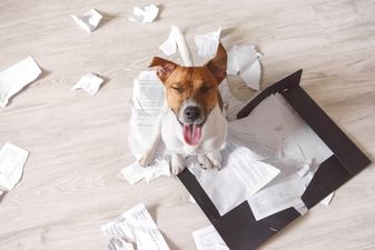 This GENIUS Irish invention could solve all your doggy destruction problems