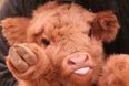 If you’re in the market for a family pet… may we suggest one of these cow puppies?