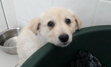 Just 10 weeks old: yet MORE illegal pups have been seized at Dublin Port