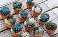 Cactus cakes are trending and they are combining our two most favourite things