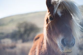 This company will bring a pony right to your door and I’m calling them immediately