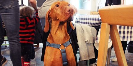 You can now have DINNER at Dublin’s dog-friendly café