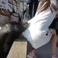 The terrifying moment this little girl gets pulled into the water by a sea lion
