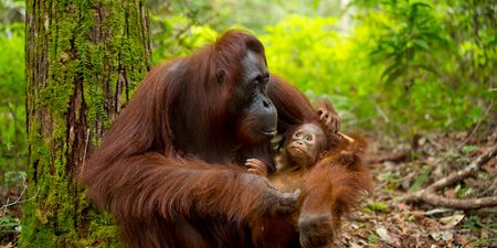 Orangutan mums win breastfeeding by hanging in there for over eight years