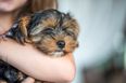 Dog owners on high alert as deadly ‘Rot’ disease spreads
