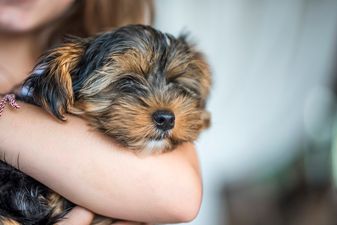 Dog owners on high alert as deadly ‘Rot’ disease spreads