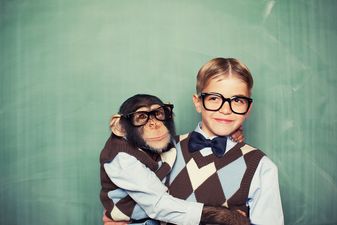 How a baby’s intelligence compares to that of a chimp