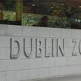 A brilliant new section is opening in Dublin Zoo soon