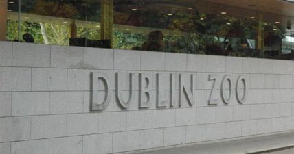 A brilliant new section is opening in Dublin Zoo soon