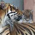 World’s most threatened species of tiger born at Fota Wildlife Park