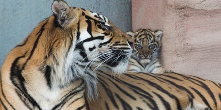 World’s most threatened species of tiger born at Fota Wildlife Park