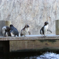 This aquarium is shaming its naughty penguins and it’s adorable