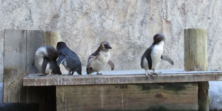 This aquarium is shaming its naughty penguins and it’s adorable