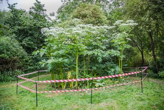 Warnings issued about plant that causes blisters, burns and scarring