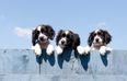 These children’s hospital therapy dogs are the cutest thing