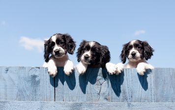These children’s hospital therapy dogs are the cutest thing