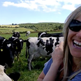 Sharon Shannon serenading cows is the best thing you’ll see today