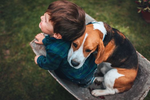 dogs man's best friend wolves