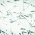 “Urgent wake-up call” for human race as sperm counts plunge