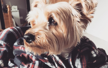 This dog was ring bearer at an Irish couple’s wedding and we can’t deal