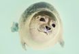 This EXTREMELY rare and adorable seal was just spotted in Cork