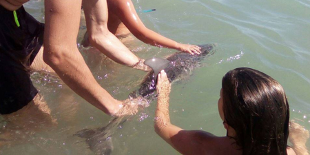 Baby dolphin dies of ‘stress’ after being passed around for selfies