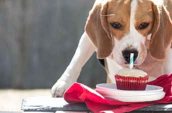 Next month.. you can host your own puppy and cupcake event