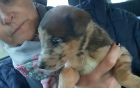 puppies