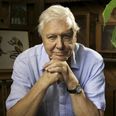 David Attenborough is coming BACK with a new show