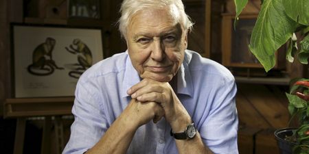 David Attenborough is coming BACK with a new show