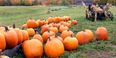 10 brilliant ideas for painted pumpkins that the kids will just LOVE