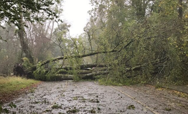 One woman confirmed dead in Waterford after a tree fell on their car