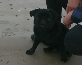 A pug was stolen from a child outside a supermarket in Wexford