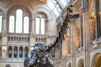 Spend the night at the Ulster Museum and come face to face with dinosaurs