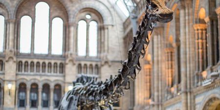 Spend the night at the Ulster Museum and come face to face with dinosaurs