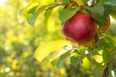 This image of the Bulmers orchard after Ophelia is incredible